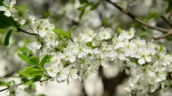 樱花树枝白花视频的预览图