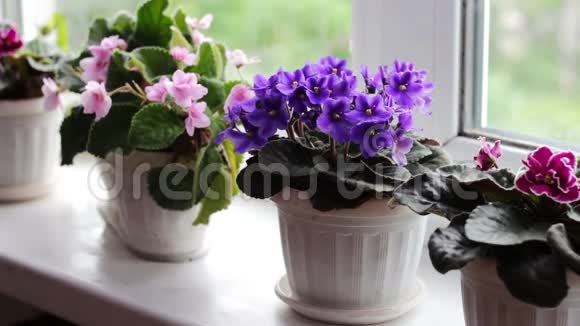 美丽的盛开的柔嫩的紫罗兰红色的粉红色的紫罗兰在窗台上的花盆里绽放视频的预览图