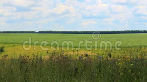 草地和绿地的乡村景观视频的预览图