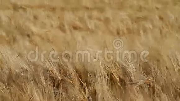 一片田野里的熟麦视频的预览图