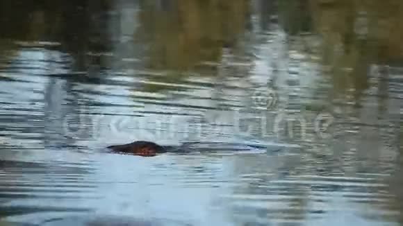 河马在水里视频的预览图