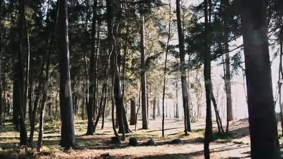 秋天的森林在阳光下视频的预览图