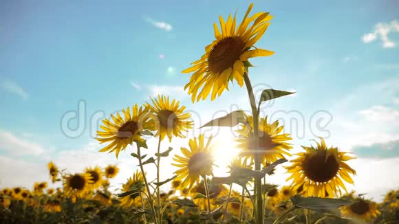美丽的向日葵和野黄花生活方式背景上的蓝天景观慢动作视频的预览图