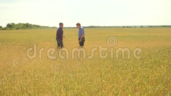 老两个农民正在探索人麦田夏在田麦面包慢动作视频农民视频的预览图