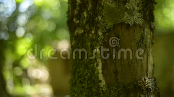 森林中的一棵树上的苔藓视频的预览图
