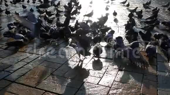 鸽子鸽子鸽子鸟飞禽动物视频的预览图