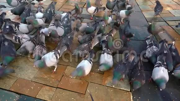 鸽子鸽子鸽子鸟飞禽动物视频的预览图