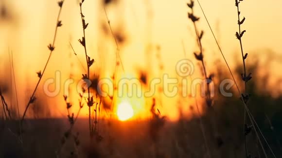 日落草地在日落的田野背景视频的预览图