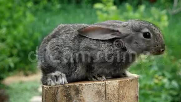 可爱的兔子美丽的野生动物视频的预览图