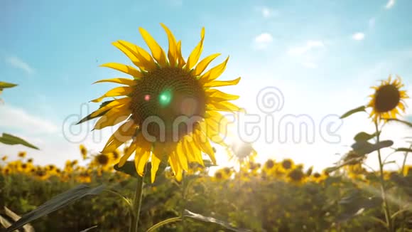 美丽的向日葵和野的黄花背景上的蓝天生活方式景观慢动作视频的预览图