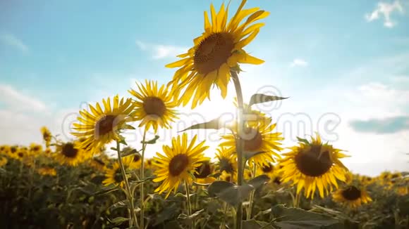 生活方式美丽的向日葵和日目花田的黄花背景上的蓝天景观慢动作视频的预览图