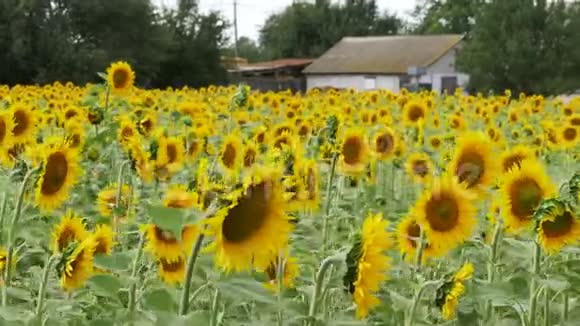 田野里的向日葵在风中摇曳视频的预览图