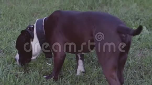 英国斯塔福德郡牛犬奔跑跳跃视频的预览图