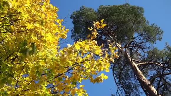 秋天的黄枫叶在树和蓝天上视频的预览图