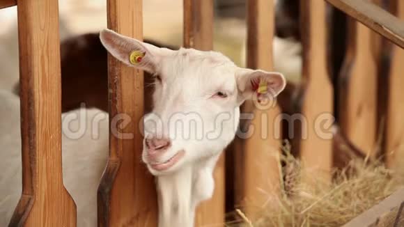 农场里的山羊看着相机拍摄特写山羊有一种体面干净的外观框架是美丽的视频的预览图