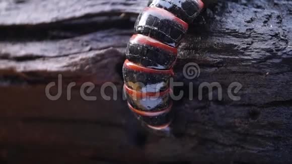 幼虫在腐烂的木头上爬行视频的预览图