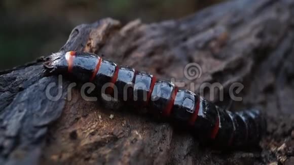 幼虫在腐烂的木头上爬行视频的预览图