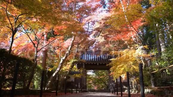 美丽的秋色康美吉视频的预览图
