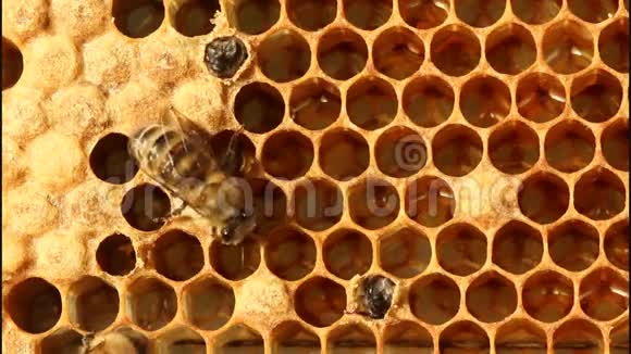 蜜蜂的诞生视频的预览图