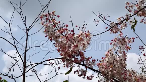坎拉帕普鲁克开花树当鲜花盛开的时候视频的预览图