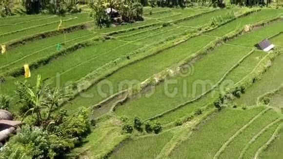 印度尼西亚巴厘水稻梯田的空中景观视频的预览图
