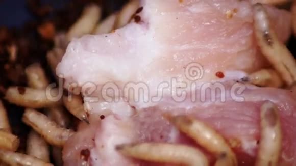 有肉的蛆肥虫幼虫食虫幼虫鱼饵钓竿钓钩虫鱼食视频的预览图