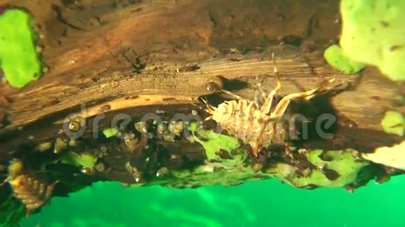 贝加尔湖水下视频的预览图