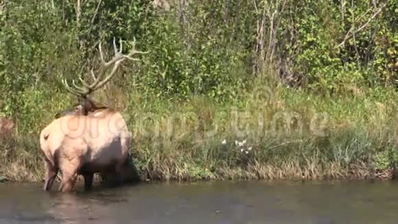 河里的公牛麋鹿视频的预览图