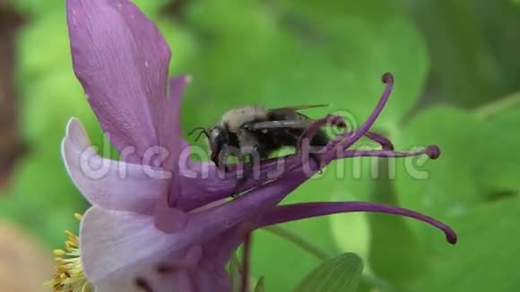 紫花上的大黄蜂视频的预览图