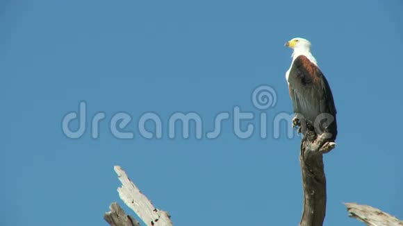 非洲鱼鹰在树上视频的预览图