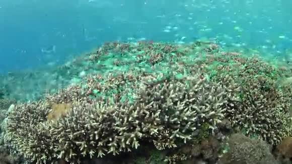 大坝和珊瑚礁视频的预览图