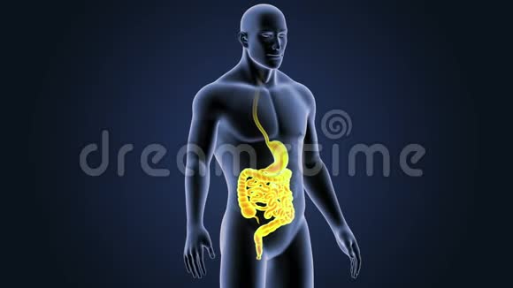胃肠带体视频的预览图