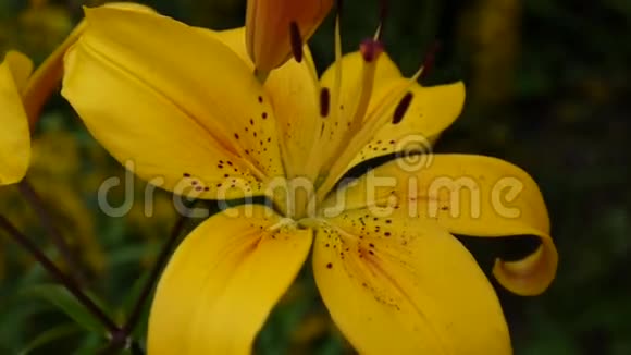 植物百合球茎细节特写高清镜头草本百合花视频视频的预览图