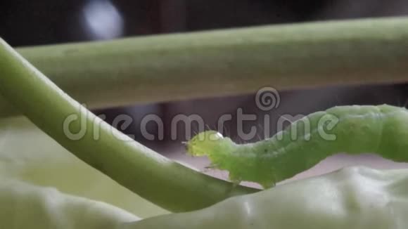 青毛虫在叶茎上爬行视频的预览图