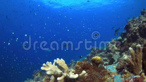 彩色珊瑚礁边缘视频的预览图