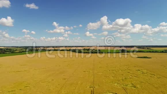 有黑麦田的乡村景观视频的预览图