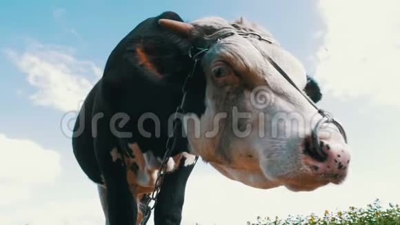 灰色和白牛在天空背景的草甸放牧慢动作视频的预览图