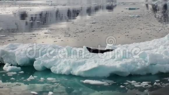 豹海豹睡在南极洲的冰山上视频的预览图
