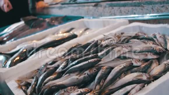 鱼类商店柜台上的新鲜海鱼视频的预览图