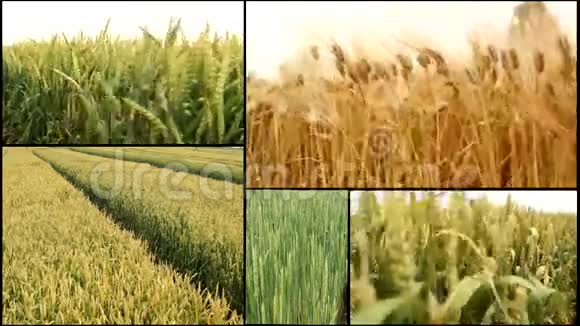 收获小麦大麦谷物收获农田多筛视频的预览图