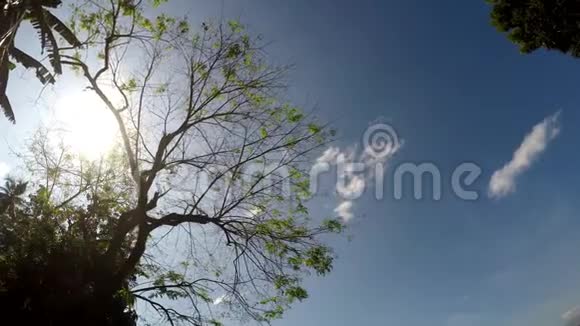 山地保留林树木和植被的副视图视频的预览图