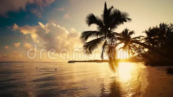热带岛屿海滩和棕榈树的海上日出视频的预览图