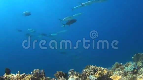 珊瑚礁上的巨型特雷瓦里视频的预览图