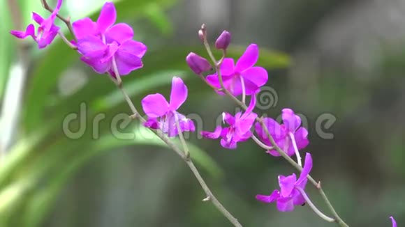 粉红色的花开花的植物自然视频的预览图