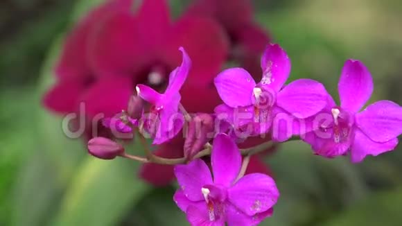 粉红色的花开花的植物自然视频的预览图