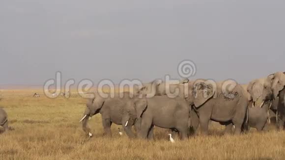 非洲大象在觅食视频的预览图