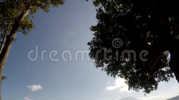 山地保留林树木和植被的副视图视频的预览图