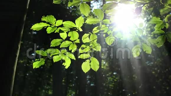 阳光森林视频的预览图