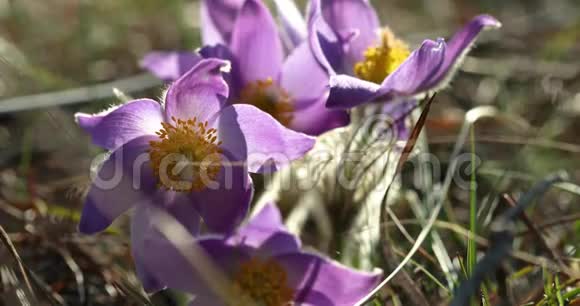 春野花脉毛科开花植物原产欧洲俄罗斯蒙古视频的预览图