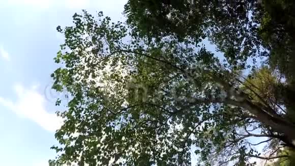 山地保留林树木和植被的副视图视频的预览图